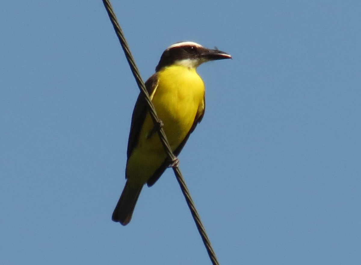 Boat-billed Flycatcher - ML620456811