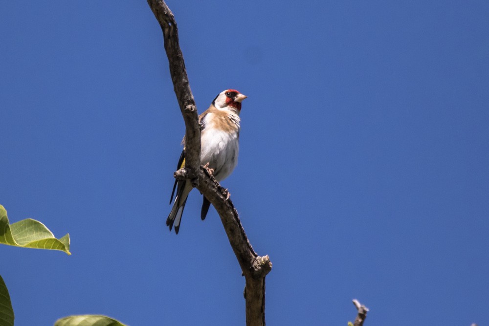 European Goldfinch - ML620456813