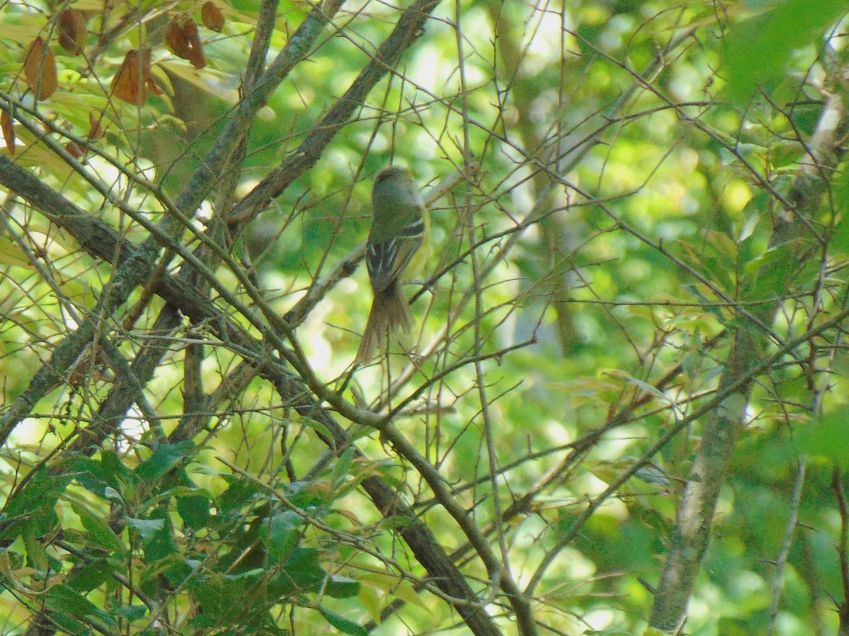 Ak Gözlü Vireo - ML620456818