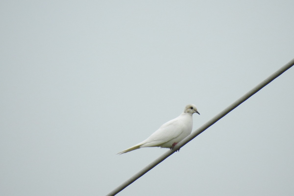 Mourning Dove - ML620456834