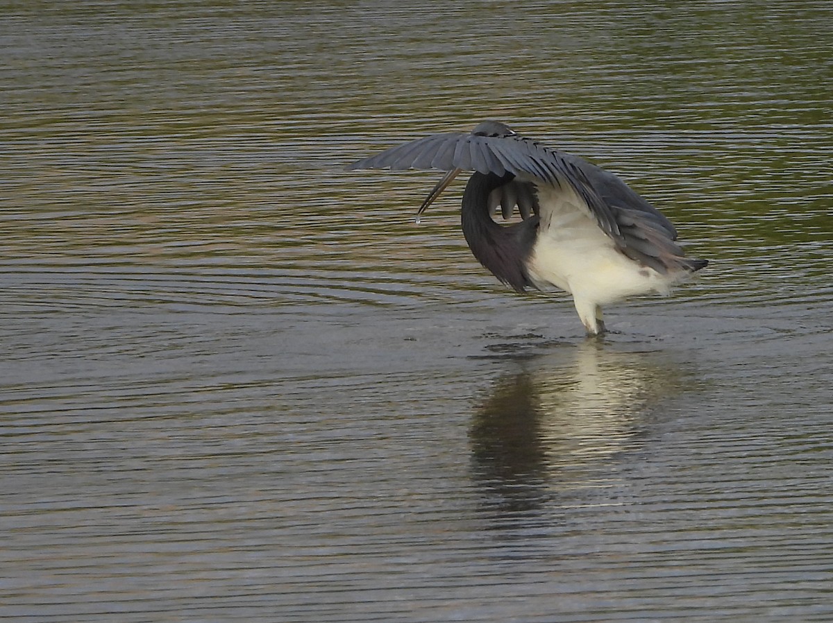 Tricolored Heron - ML620456837