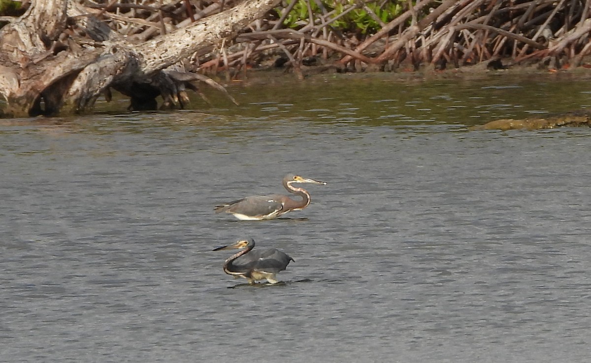 Tricolored Heron - ML620456839