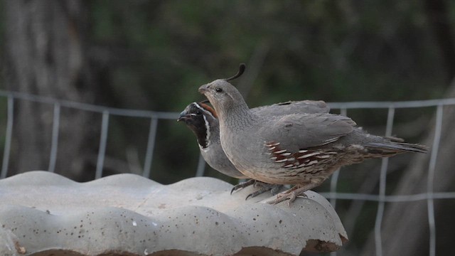 ズアカカンムリウズラ - ML620456843