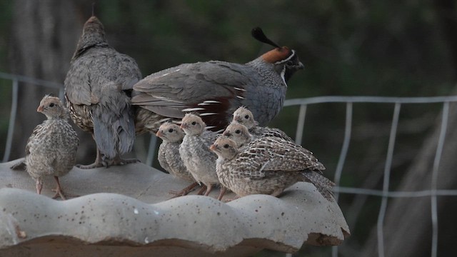 Gambel's Quail - ML620456844