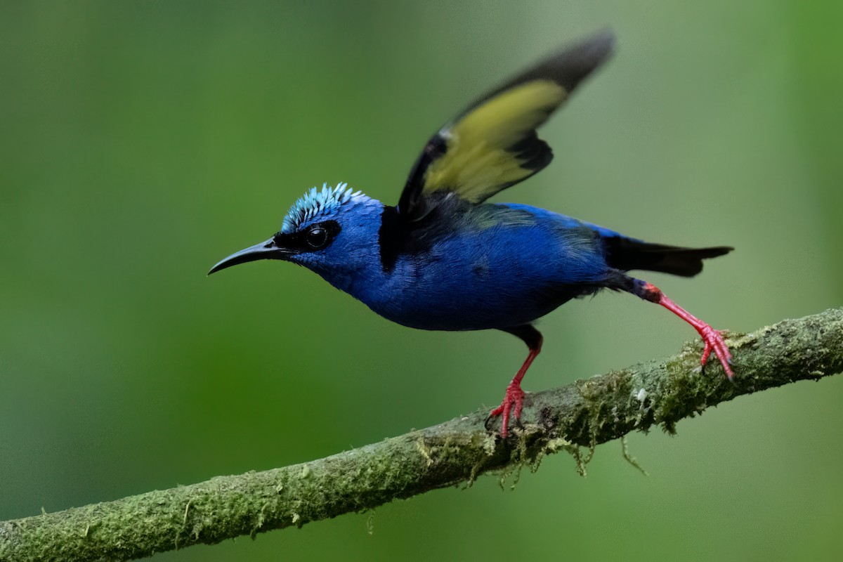 Red-legged Honeycreeper - ML620456850