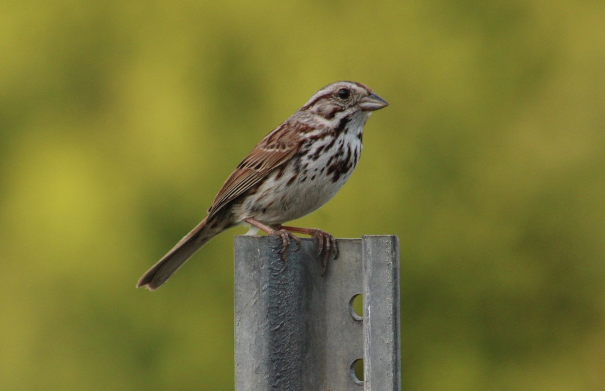 Song Sparrow - ML620456851