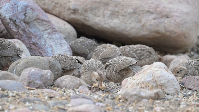 Gambel's Quail - ML620456854