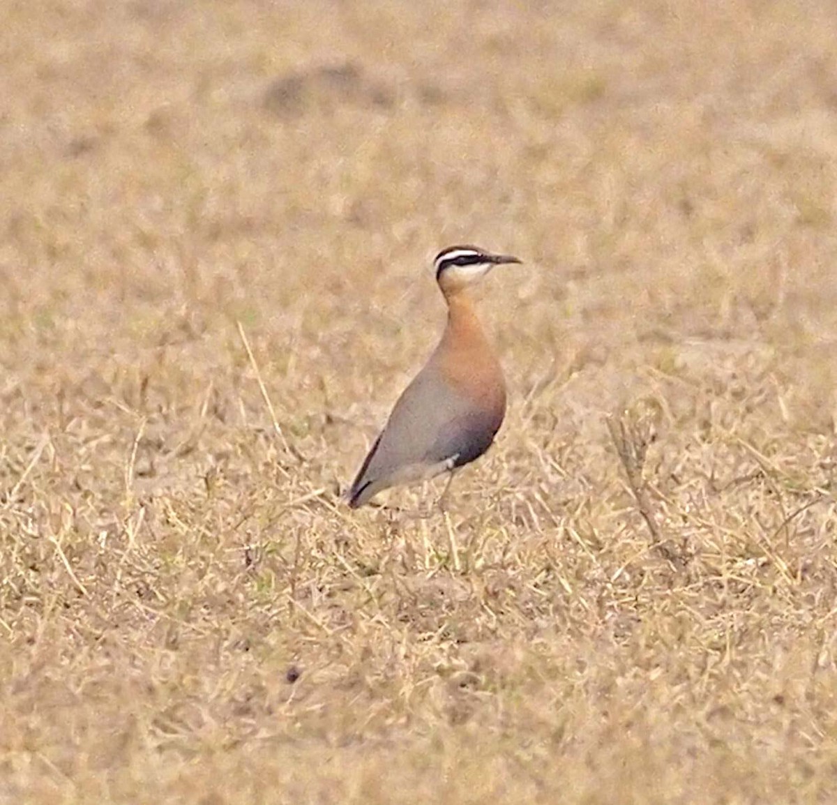 Indian Courser - ML620456856