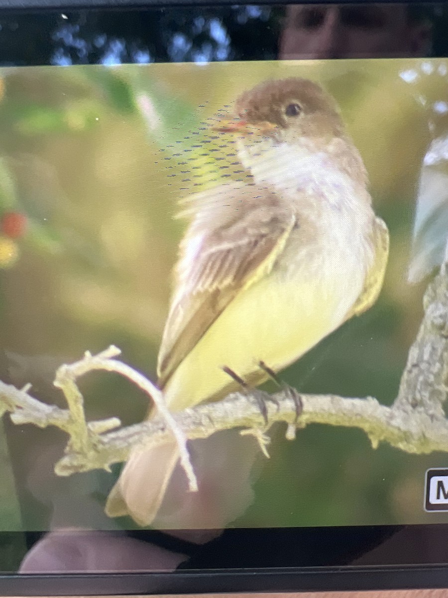 Great Crested Flycatcher - ML620456859