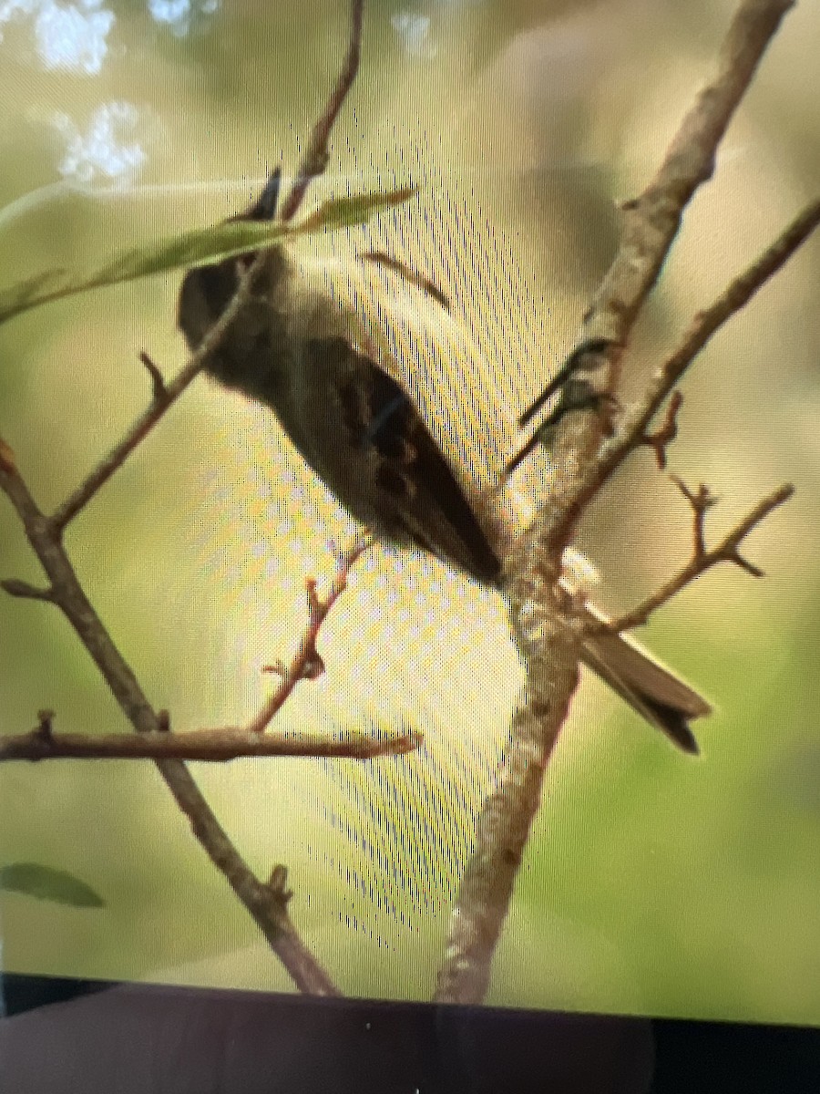 Great Crested Flycatcher - ML620456860