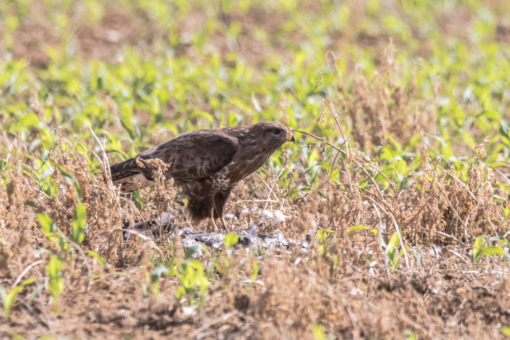 Common Buzzard - ML620456861