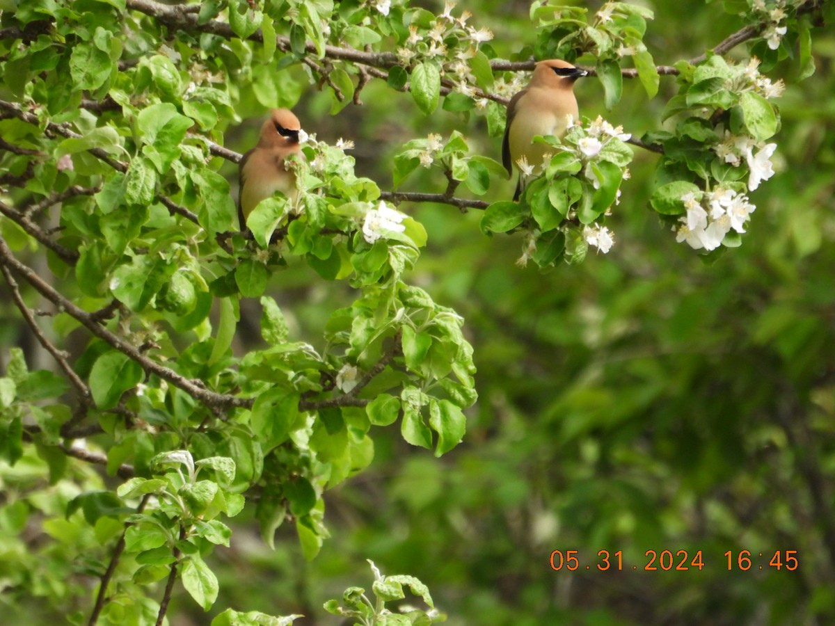 Cedar Waxwing - ML620456862