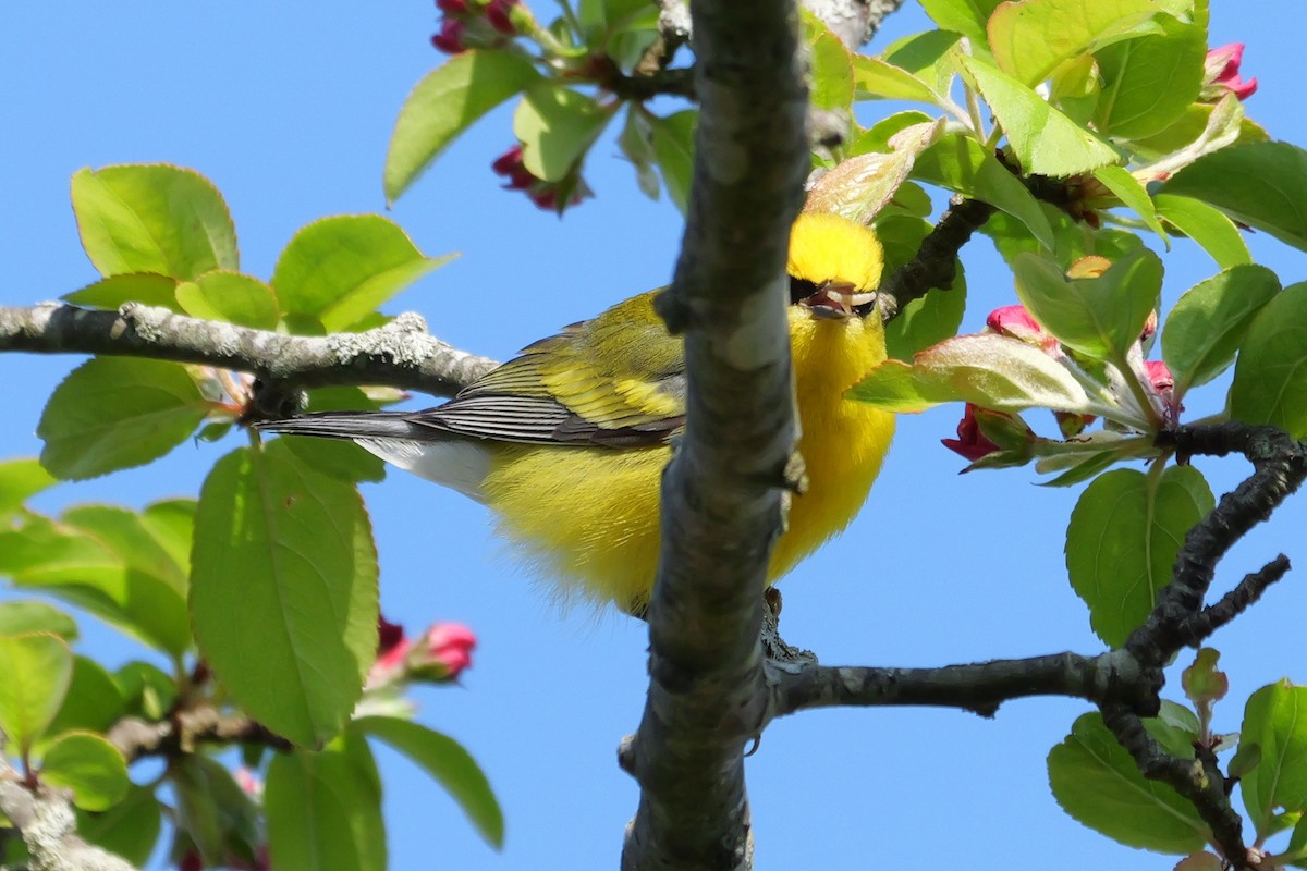 Golden-winged x Blue-winged Warbler (hybrid) - ML620456872