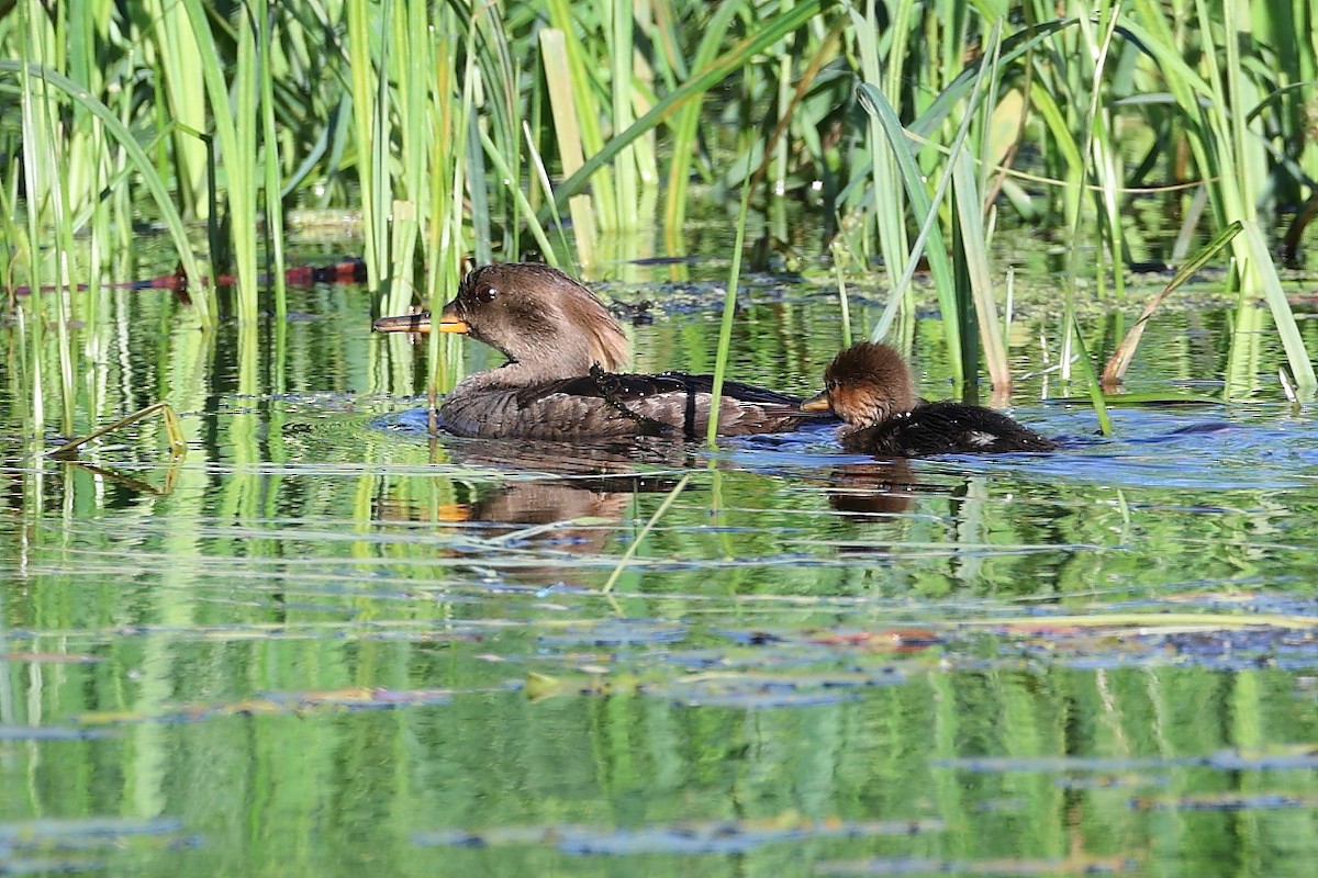 Hooded Merganser - ML620456874