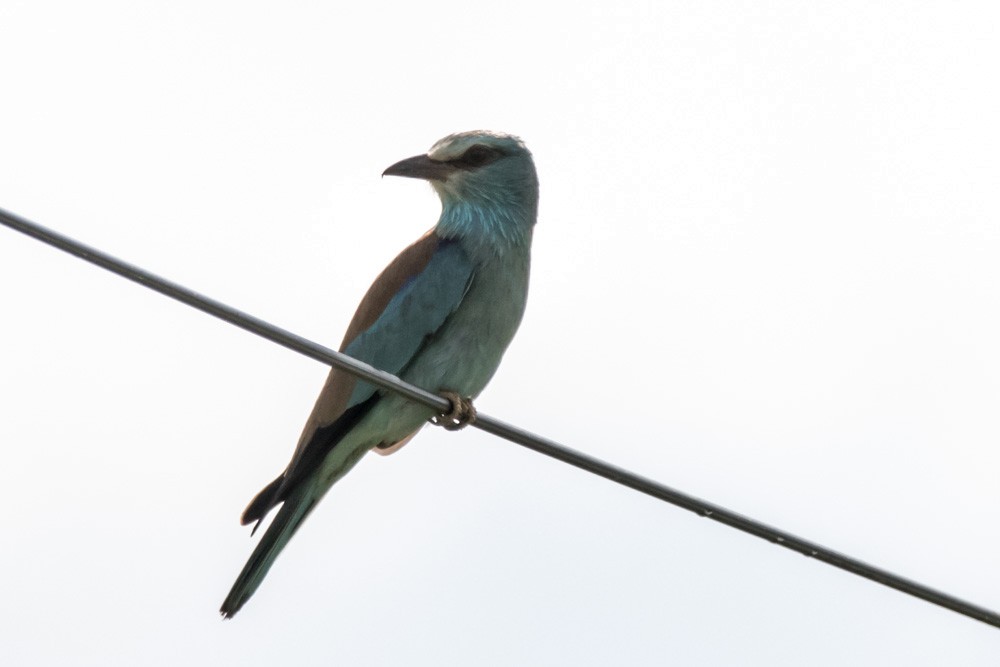 European Roller - ML620456876