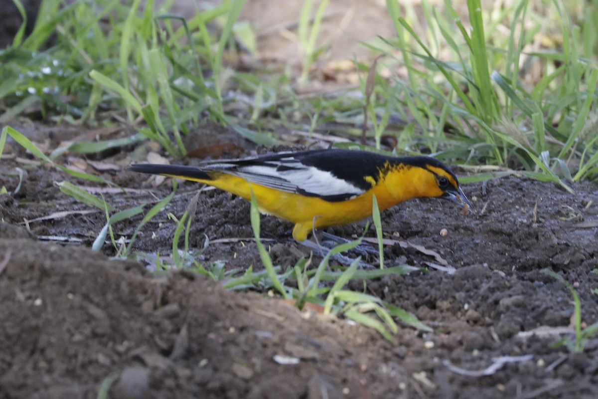 Bullock's Oriole - ML620456877