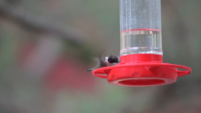 Black-chinned Hummingbird - ML620456878