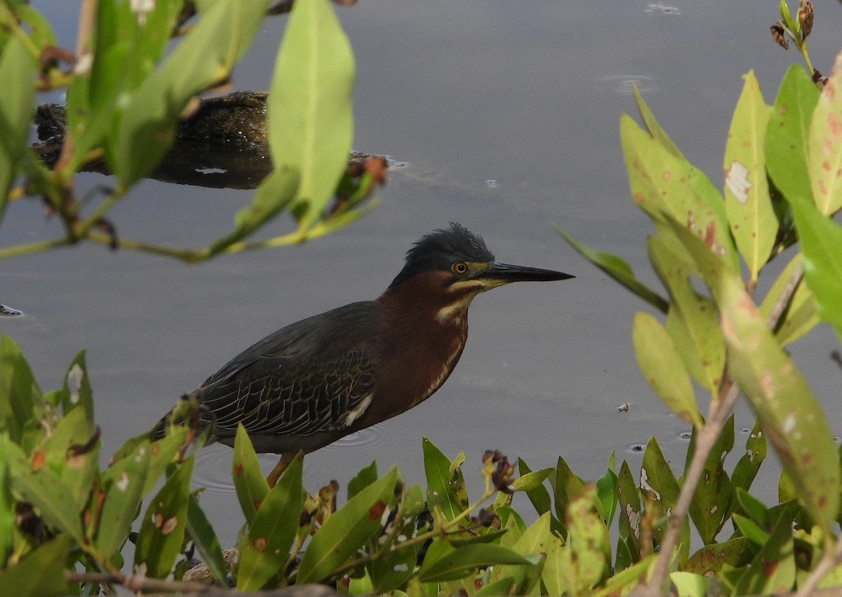 Green Heron - ML620456880