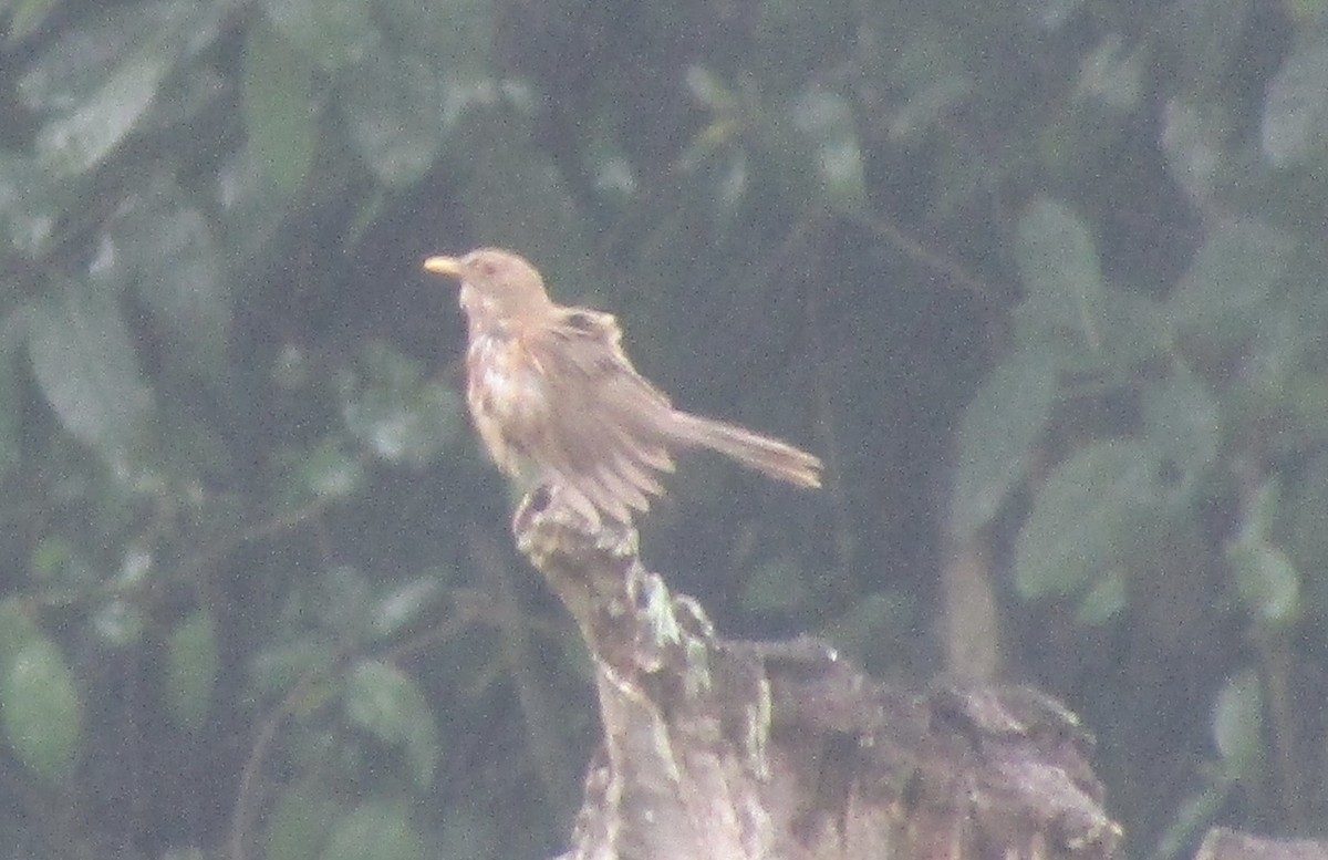 Clay-colored Thrush - ML620456889