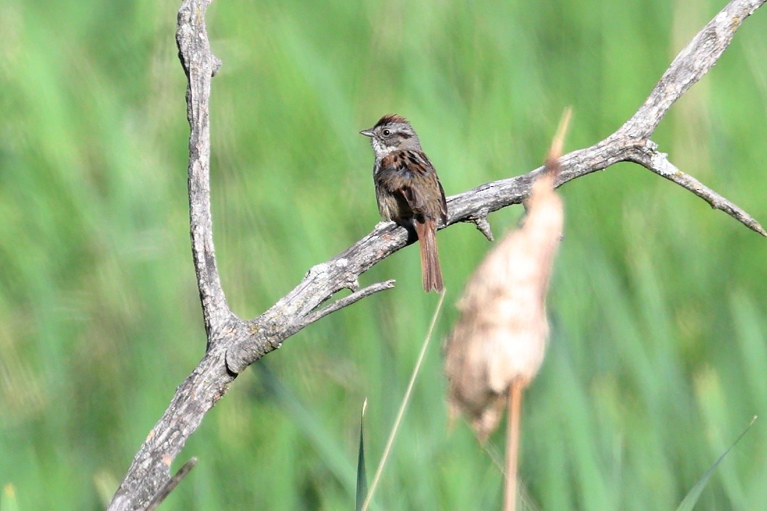 Swamp Sparrow - ML620456891