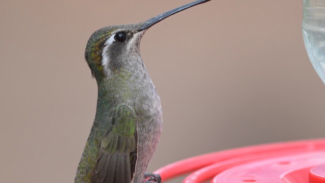 kolibřík blankytohrdlý - ML620456892