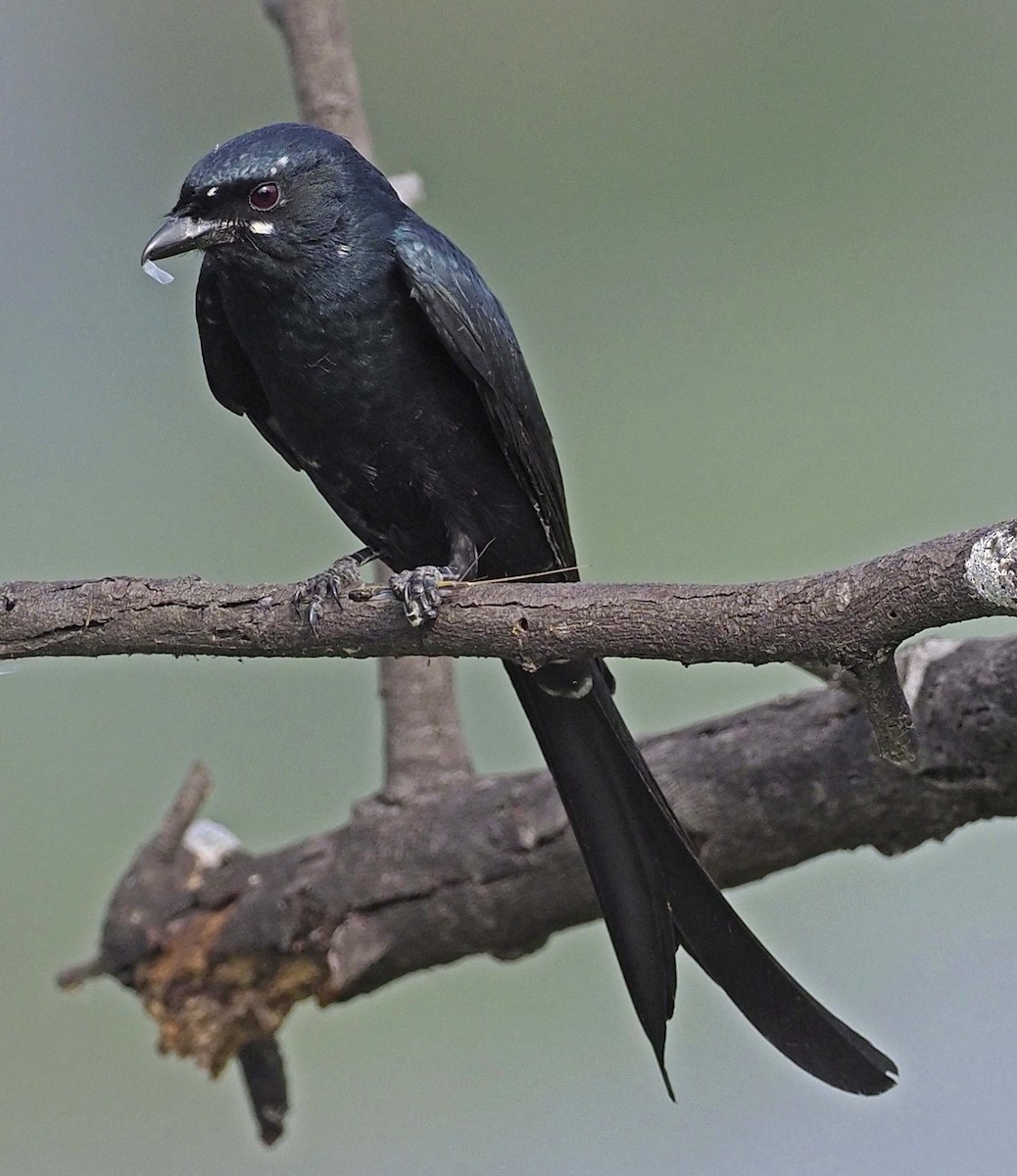 Black Drongo - ML620456898