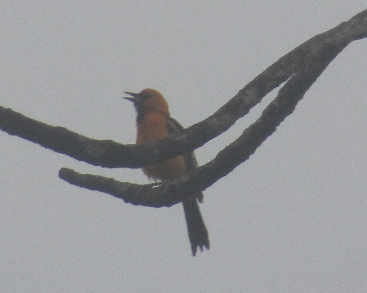 Oriole à gros bec - ML620456899