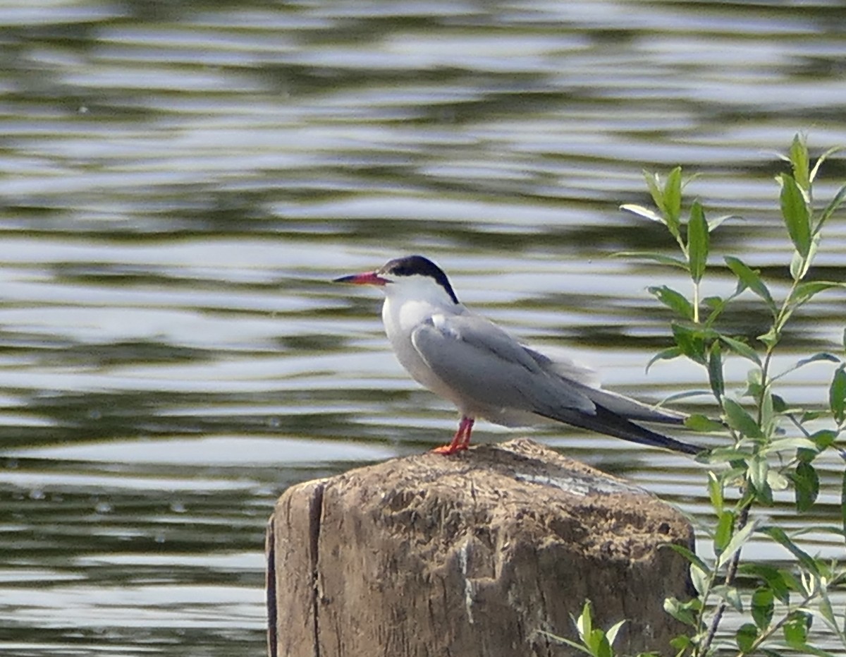 Common Tern - ML620456901