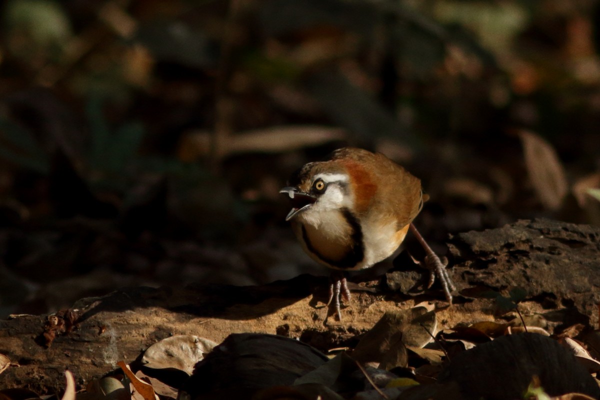 Lesser Necklaced Laughingthrush - Andrey Mikhaylov