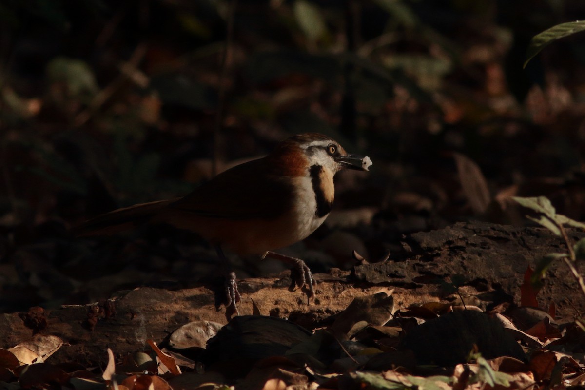 Lesser Necklaced Laughingthrush - ML620456905