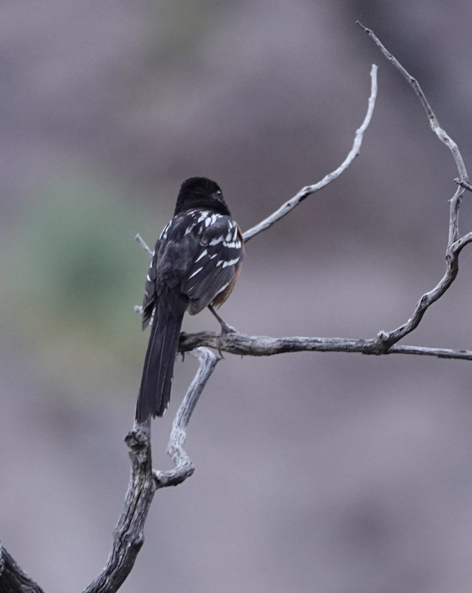 Spotted Towhee - ML620456912