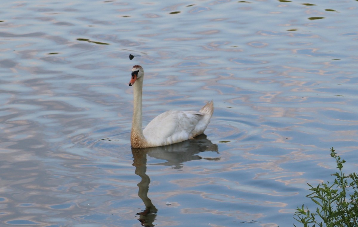 Mute Swan - ML620456913