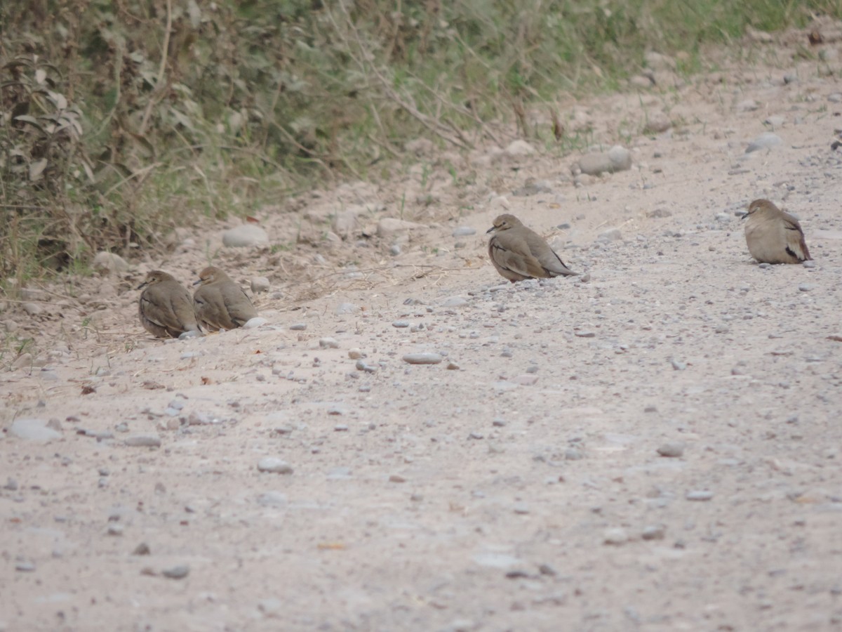 Picui Ground Dove - Nazareno Yunes Del Carlo