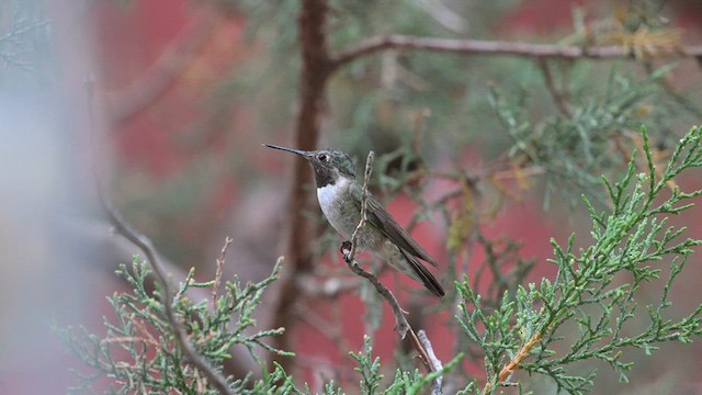 Broad-tailed Hummingbird - ML620456915