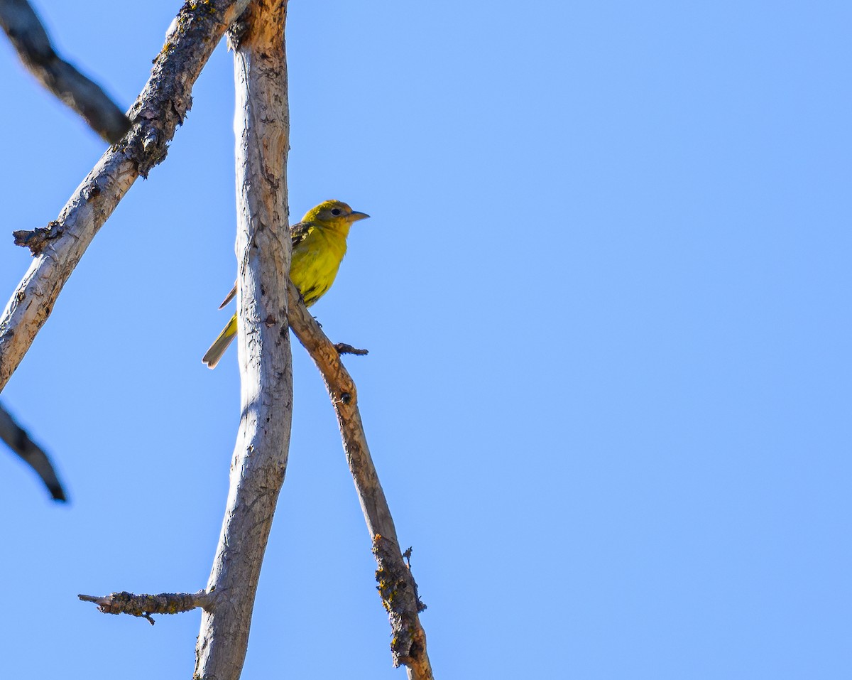 Western Tanager - ML620456930