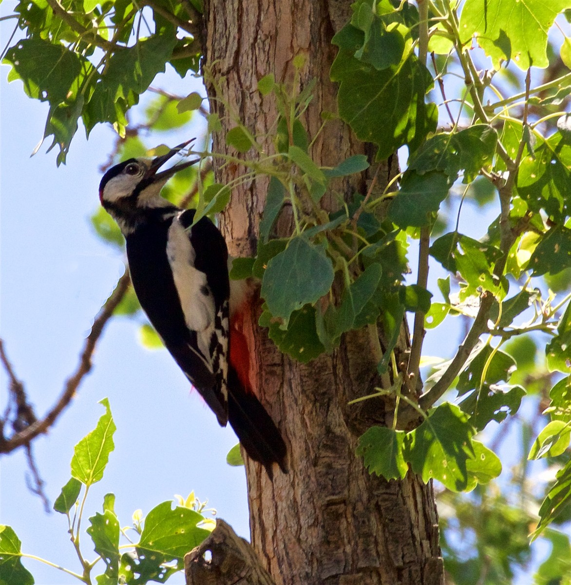 White-winged Woodpecker - ML620456933