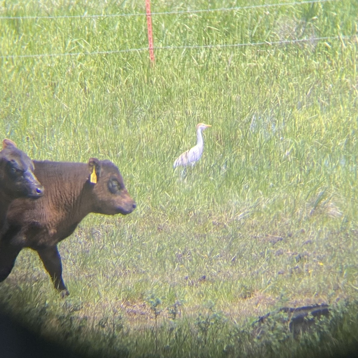 Western Cattle Egret - Hannah Leabhart