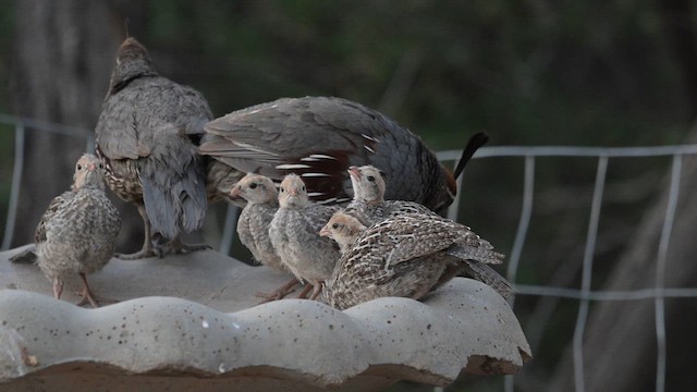 Gambel's Quail - ML620456941