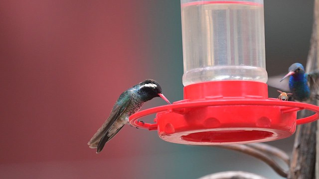 White-eared Hummingbird - ML620456943