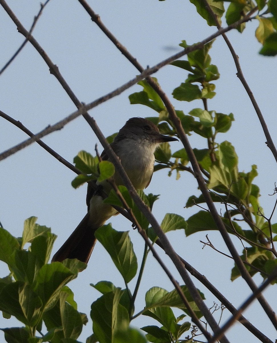 Brown-crested Flycatcher - ML620456944