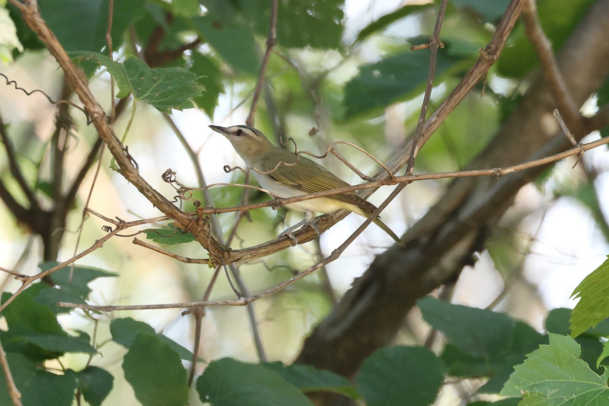 Red-eyed Vireo - ML620456945