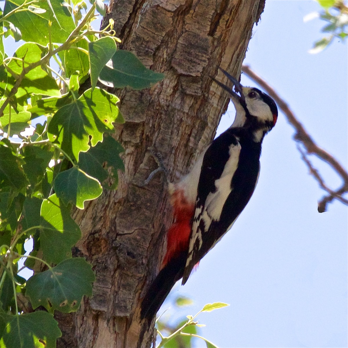 White-winged Woodpecker - ML620456947