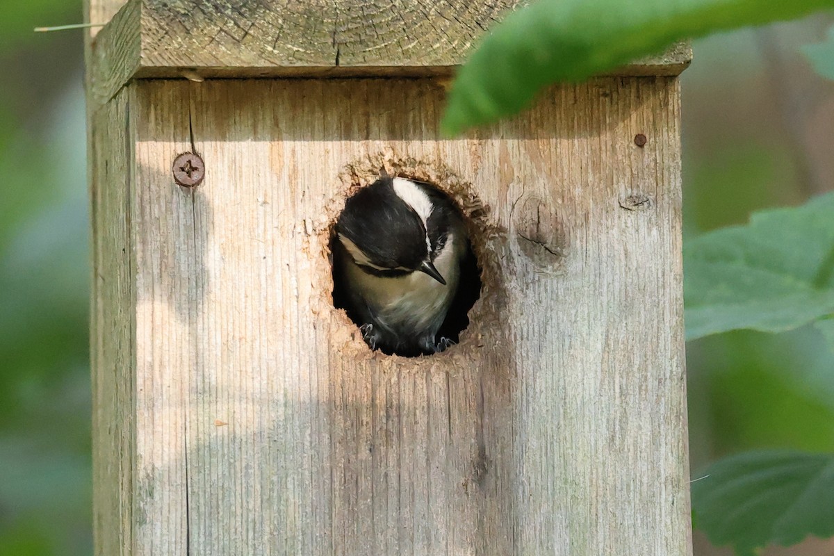 Black-capped Chickadee - ML620456949