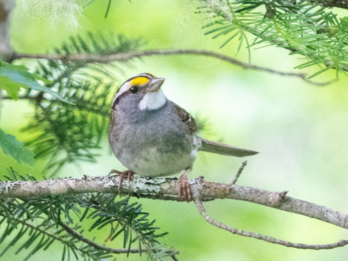 White-throated Sparrow - ML620456964