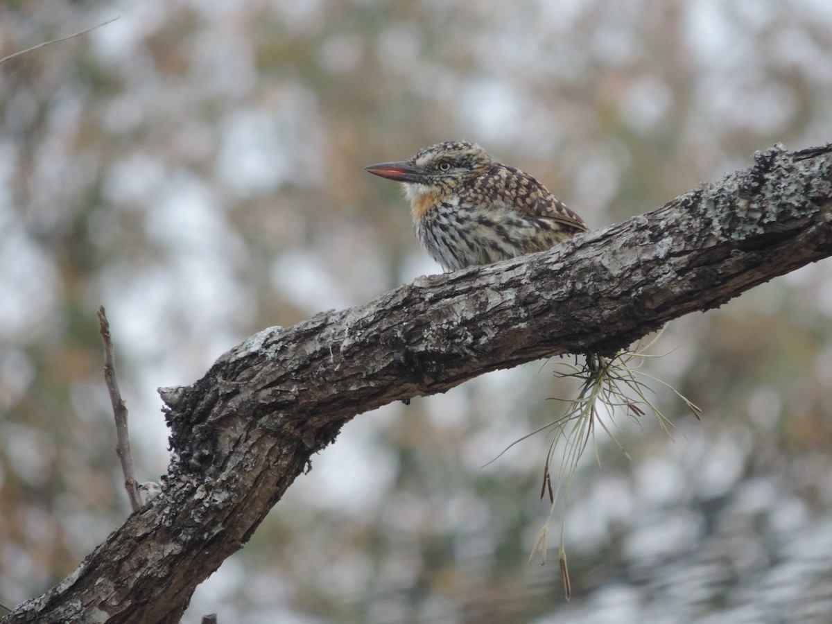 Spot-backed Puffbird - ML620456968