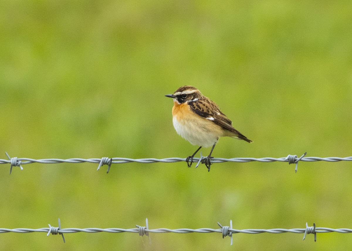 Whinchat - ML620456975