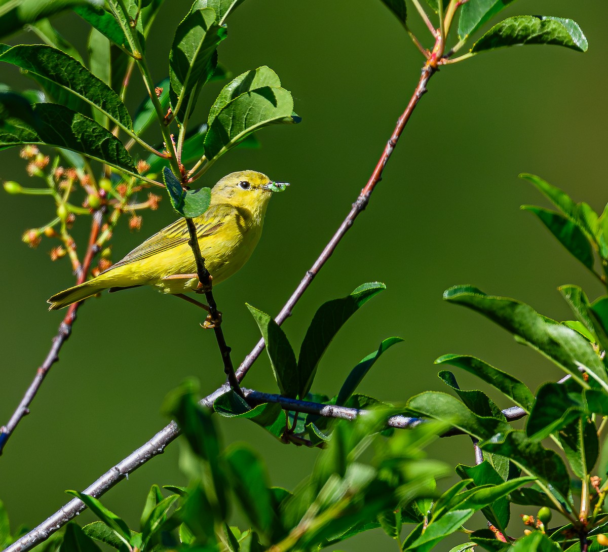 Yellow Warbler - ML620456976