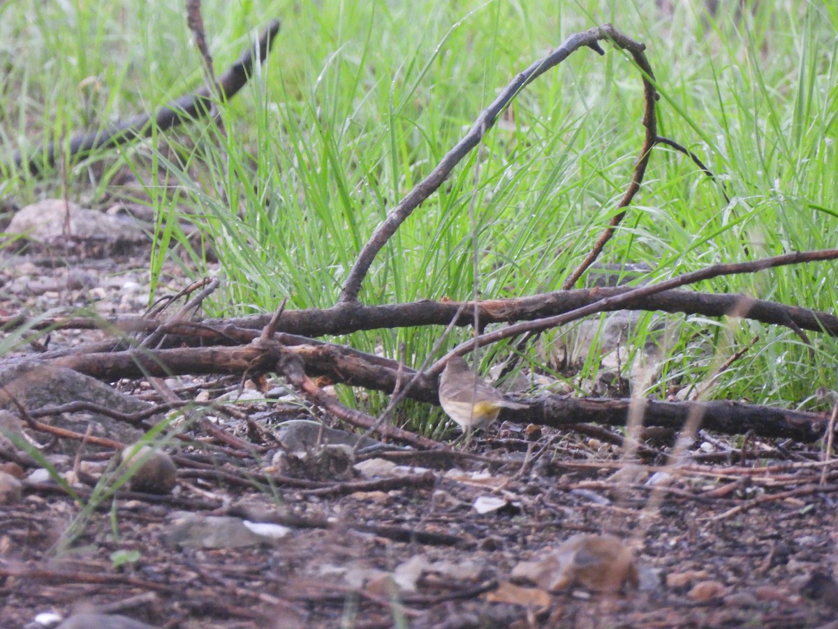 Palm Warbler - ML620456979