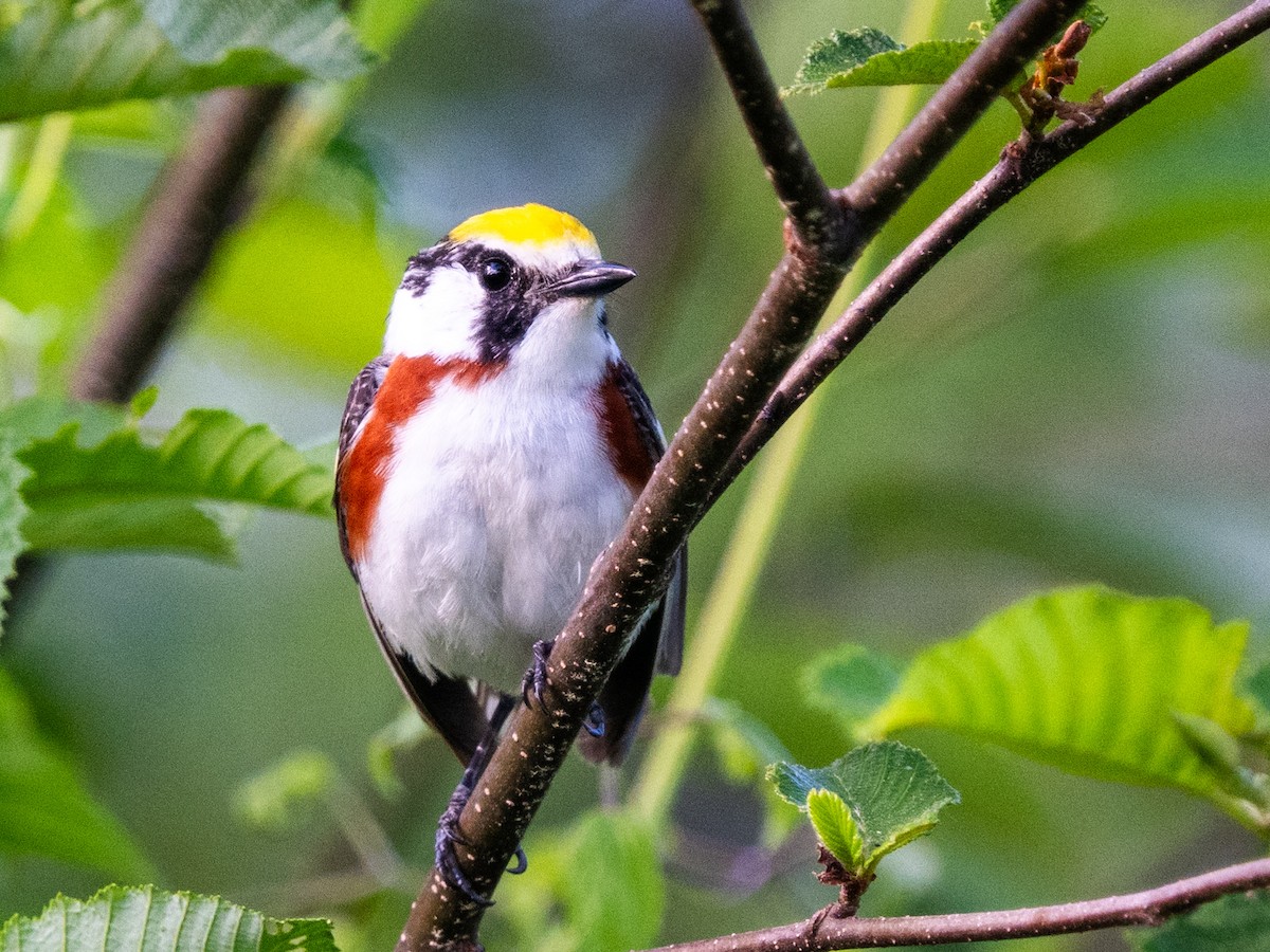 Chestnut-sided Warbler - ML620456982