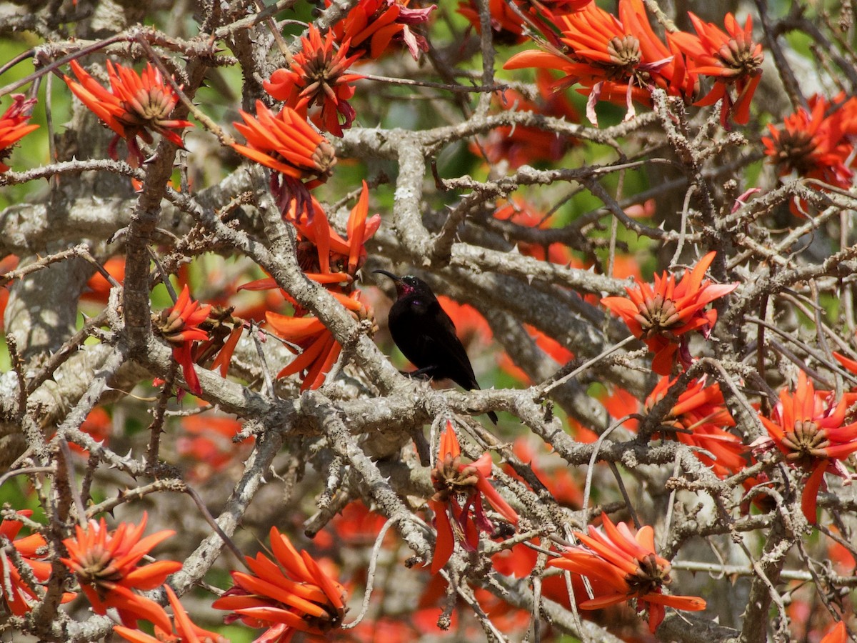 Scarlet-chested Sunbird - Nick Leiby